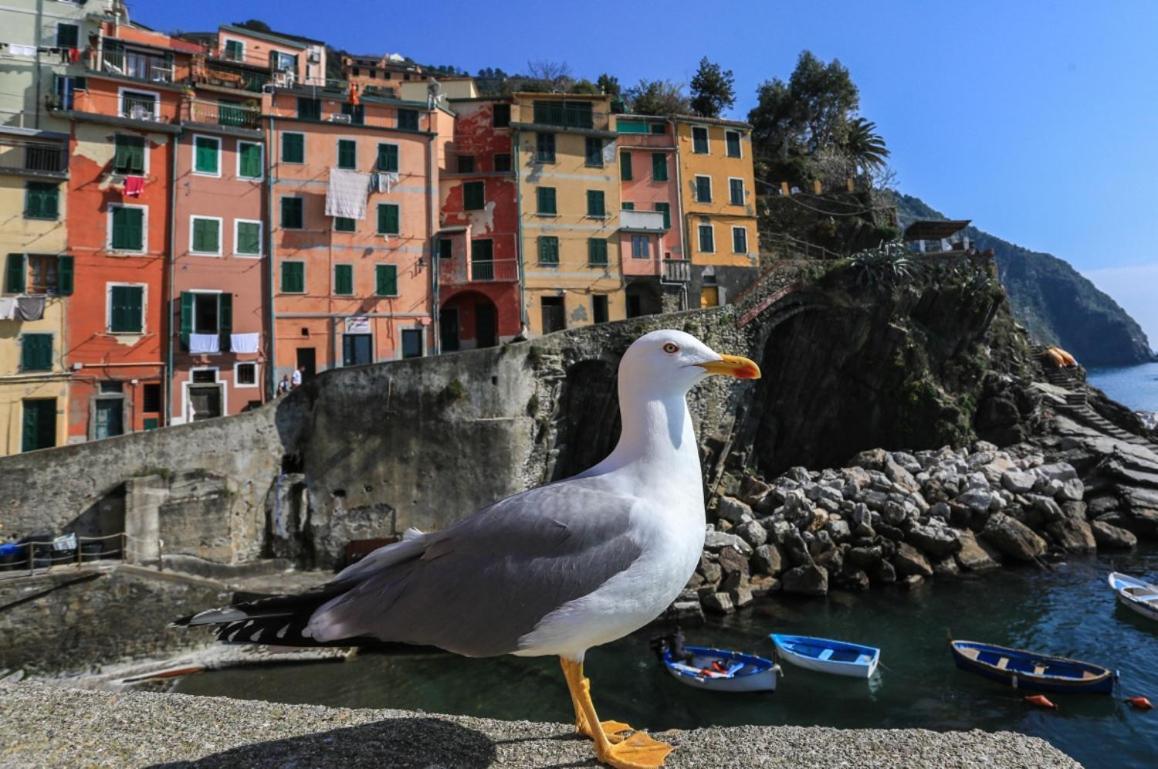 Terra Prime Suite Riomaggiore Dış mekan fotoğraf